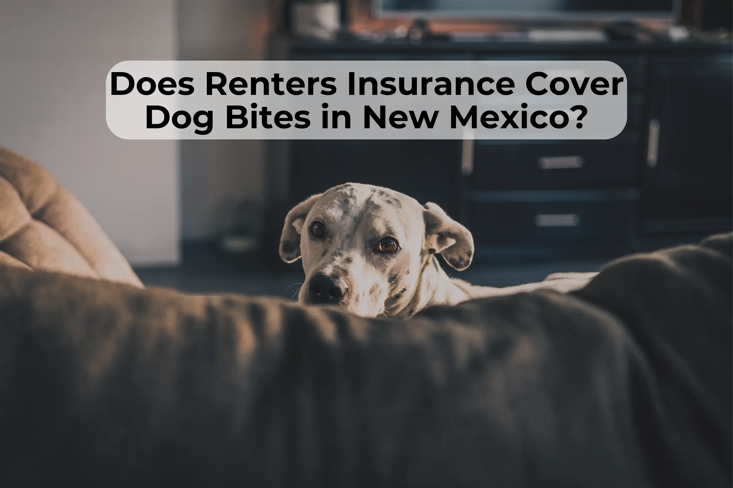 New Mexico dog bite injury lawyer Dog owners should know if they’re covered if their dog bites someone in New Mexico. Learn about the renters insurance rules.