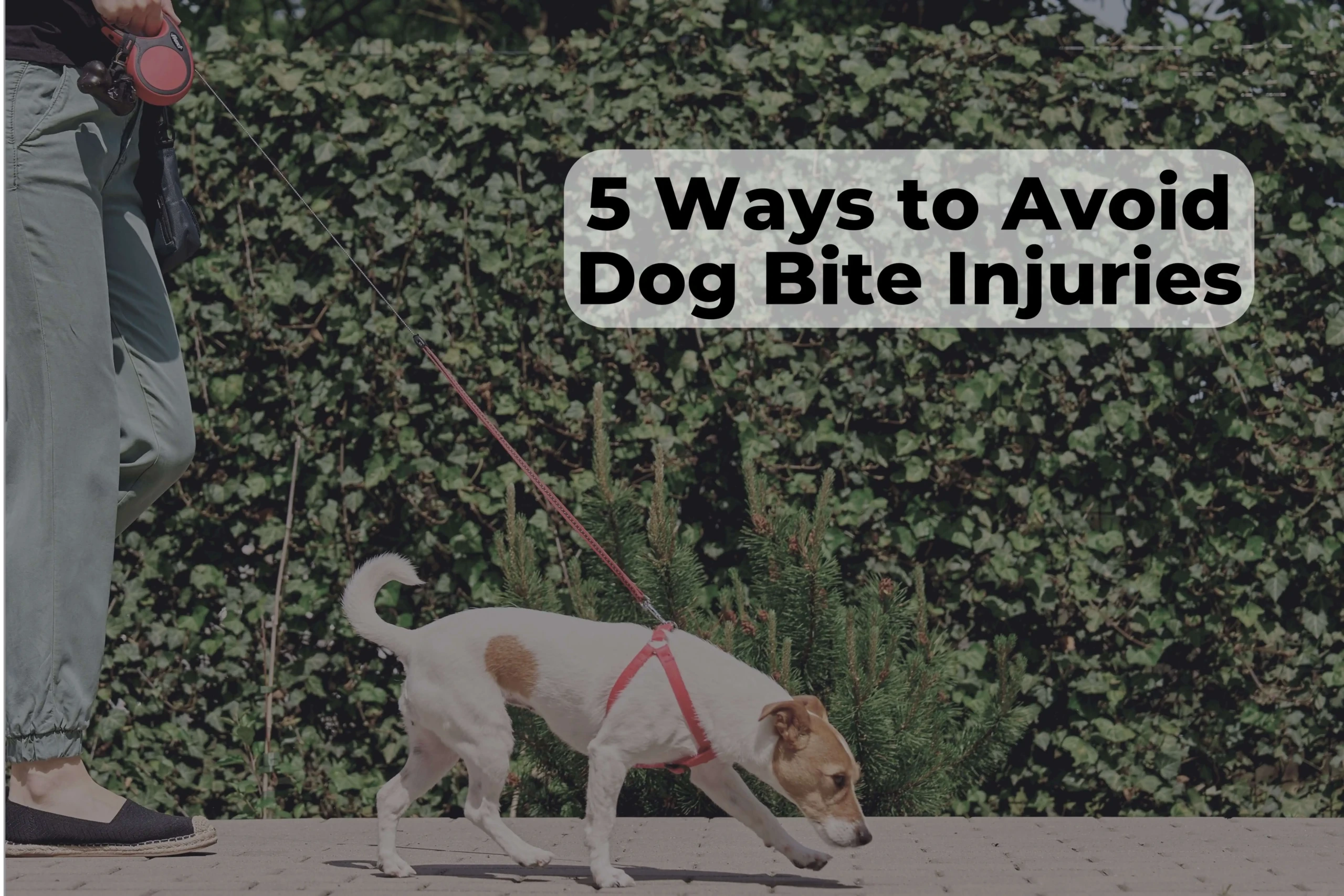 Dog bite injuries can be very extreme and have a toll on the victims and dog owners. Here are a few ways to avoid dog bites. While your dog may be mild-tempered, there is still a chance he may bite. Here are a few ways to avoid dog bite injuries from your dog.